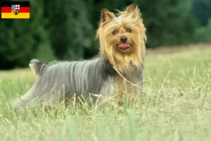 Read more about the article Australian Silky Terrier crescători și căței în Saarland