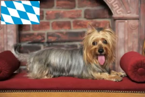 Read more about the article Australian Silky Terrier crescători și căței în Bavaria