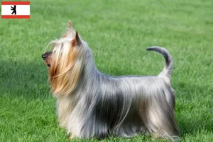 Read more about the article Australian Silky Terrier crescători și căței în Berlin