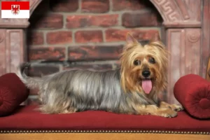 Read more about the article Australian Silky Terrier crescători și căței în Brandenburg