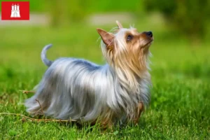 Read more about the article Australian Silky Terrier crescător și căței în Hamburg