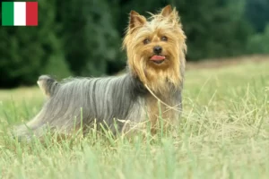 Read more about the article Australian Silky Terrier crescători și căței în Italia
