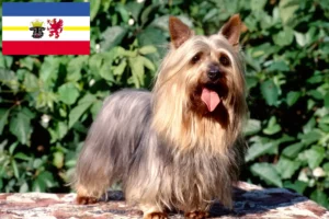 Read more about the article Australian Silky Terrier crescători și căței în Mecklenburg-Vorpommern