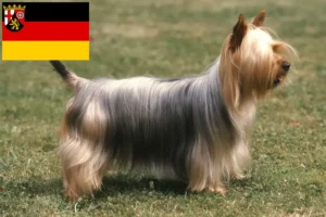 Read more about the article Australian Silky Terrier crescători și căței în Renania-Palatinat