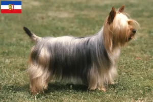 Read more about the article Australian Silky Terrier crescători și căței în Schleswig-Holstein
