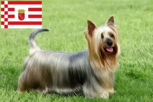 Read more about the article Australian Silky Terrier crescător și căței în Bremen