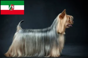 Read more about the article Australian Silky Terrier crescători și căței în Renania de Nord-Westfalia