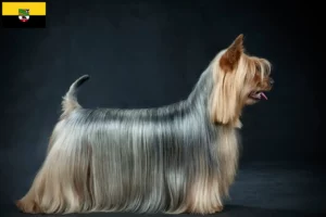 Read more about the article Australian Silky Terrier crescători și căței în Saxonia-Anhalt
