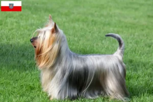 Read more about the article Australian Silky Terrier crescători și căței în Thuringia