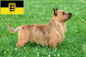 Read more about the article Australian Terrier crescători și căței în Baden-Württemberg