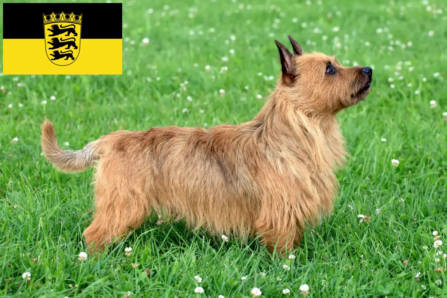 Read more about the article Australian Terrier crescători și căței în Baden-Württemberg