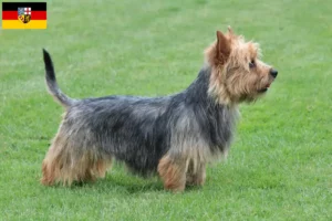 Read more about the article Australian Terrier crescători și căței în Saarland