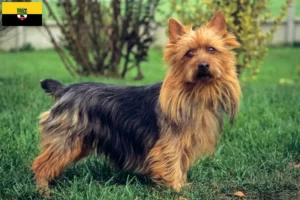Read more about the article Australian Terrier crescători și căței în Saxonia-Anhalt