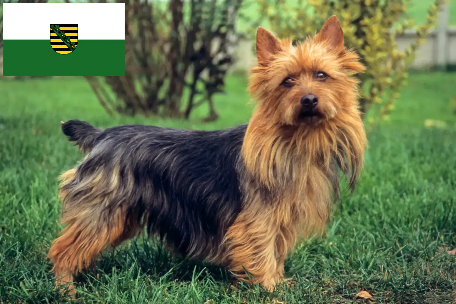 Read more about the article Australian Terrier crescători și căței în Saxonia