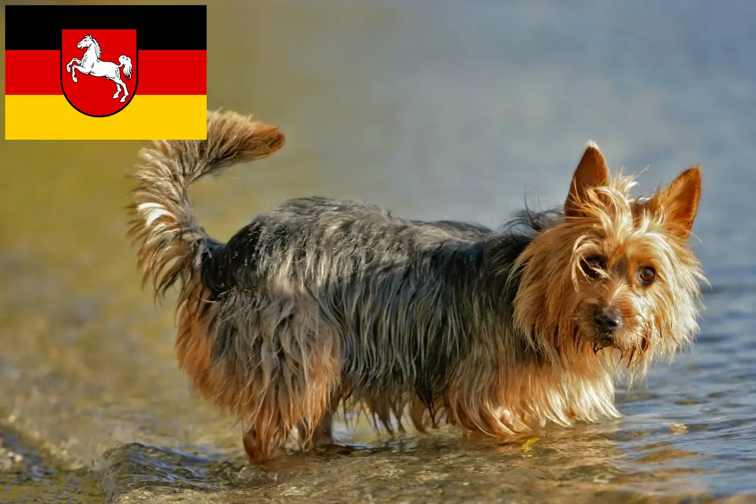 Australian Terrier căței și crescători de câini din Saxonia Inferioară Aici puteți găsi crescători de Terrier Australian în Saxonia Inferioară.