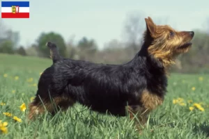 Read more about the article Australian Terrier crescători și căței în Schleswig-Holstein