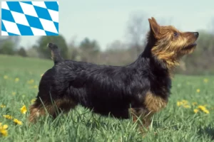 Read more about the article Australian Terrier crescători și căței în Bavaria