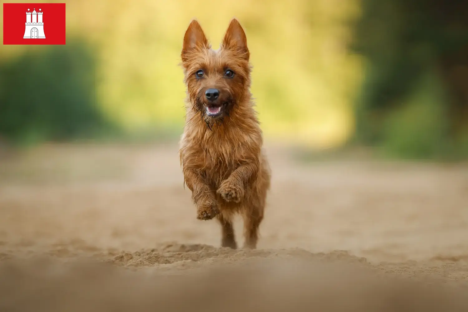 Read more about the article Australian Terrier crescători și căței în Hamburg