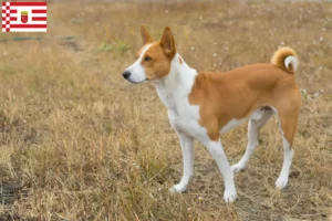 Read more about the article Basenji crescători și căței în Bremen