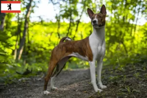 Read more about the article Basenji crescători și căței în Berlin