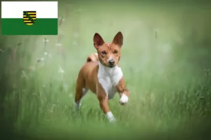 Read more about the article Basenji crescători și căței în Saxonia