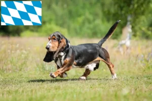 Read more about the article Basset Hound crescători și căței în Bavaria