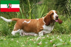 Read more about the article Basset Hound crescători și căței în Renania de Nord-Westfalia