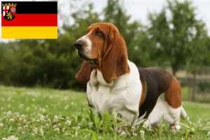 Read more about the article Basset Hound crescători și căței în Renania-Palatinat