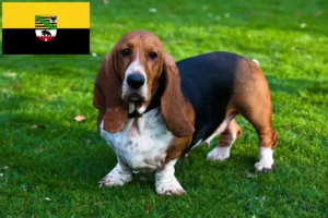 Read more about the article Basset Hound crescători și căței în Saxonia-Anhalt