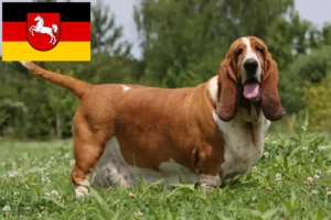 Read more about the article Basset Hound crescători și căței în Saxonia Inferioară