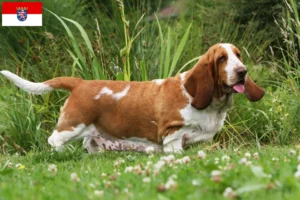 Read more about the article Basset Hound crescători și căței în Hessen