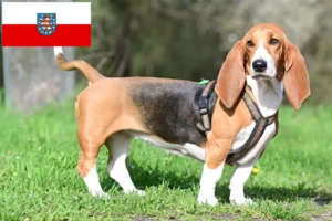 Read more about the article Basset Hound crescători și căței în Thuringia