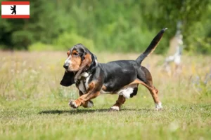 Read more about the article Basset Hound crescători și căței în Berlin