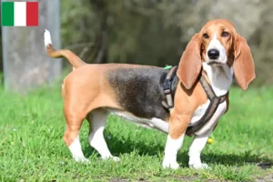 Read more about the article Basset Hound crescători și căței în Italia
