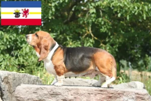 Read more about the article Basset Hound crescători și căței în Mecklenburg-Vorpommern