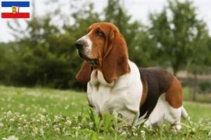 Read more about the article Basset Hound crescători și căței în Schleswig-Holstein