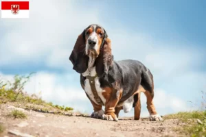 Read more about the article Basset Hound crescători și căței în Brandenburg