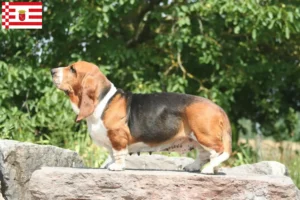 Read more about the article Basset Hound crescători și căței în Bremen