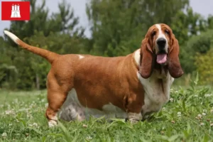 Read more about the article Basset Hound crescători și căței în Hamburg