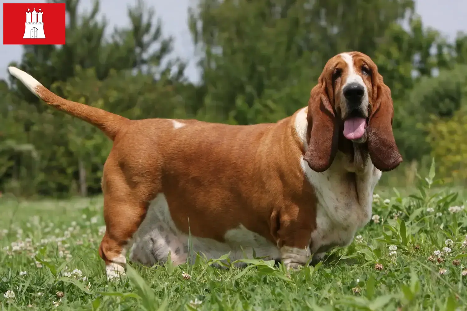 Read more about the article Basset Hound crescători și căței în Hamburg