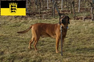 Read more about the article Bavarian Mountain Hound crescători și căței în Baden-Württemberg