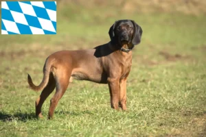 Read more about the article Bavarian Mountain Hound crescători și căței în Bavaria