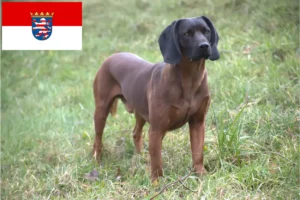 Read more about the article Bavarian Mountain Hound crescători și căței în Hesse