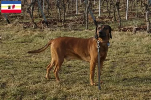 Read more about the article Bavarian Mountain Hound crescători și căței în Mecklenburg-Vorpommern