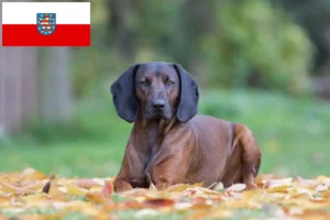 Read more about the article Bavarian Mountain Hound crescători și căței în Thuringia