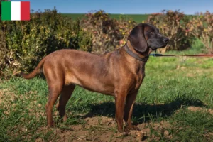 Read more about the article Bavarian Mountain Hound crescători și căței în Italia