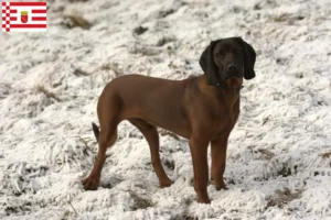 Read more about the article Bavarian Mountain Hound crescător și căței în Bremen