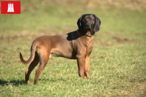 Read more about the article Bavarian Mountain Hound crescător și căței în Hamburg