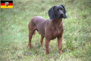 Read more about the article Bavarian Mountain Hound crescători și căței în Saarland