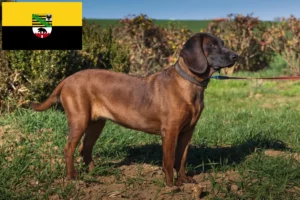 Read more about the article Bavarian Mountain Hound crescători și căței în Saxonia-Anhalt